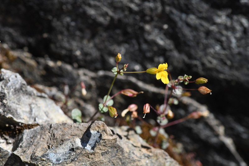 Erythranthe percaulis photo 2