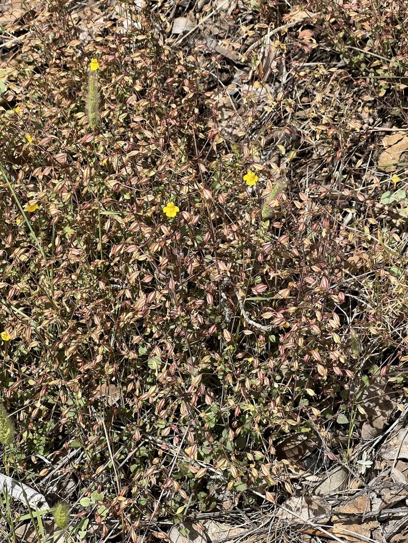 Erythranthe percaulis photo 3