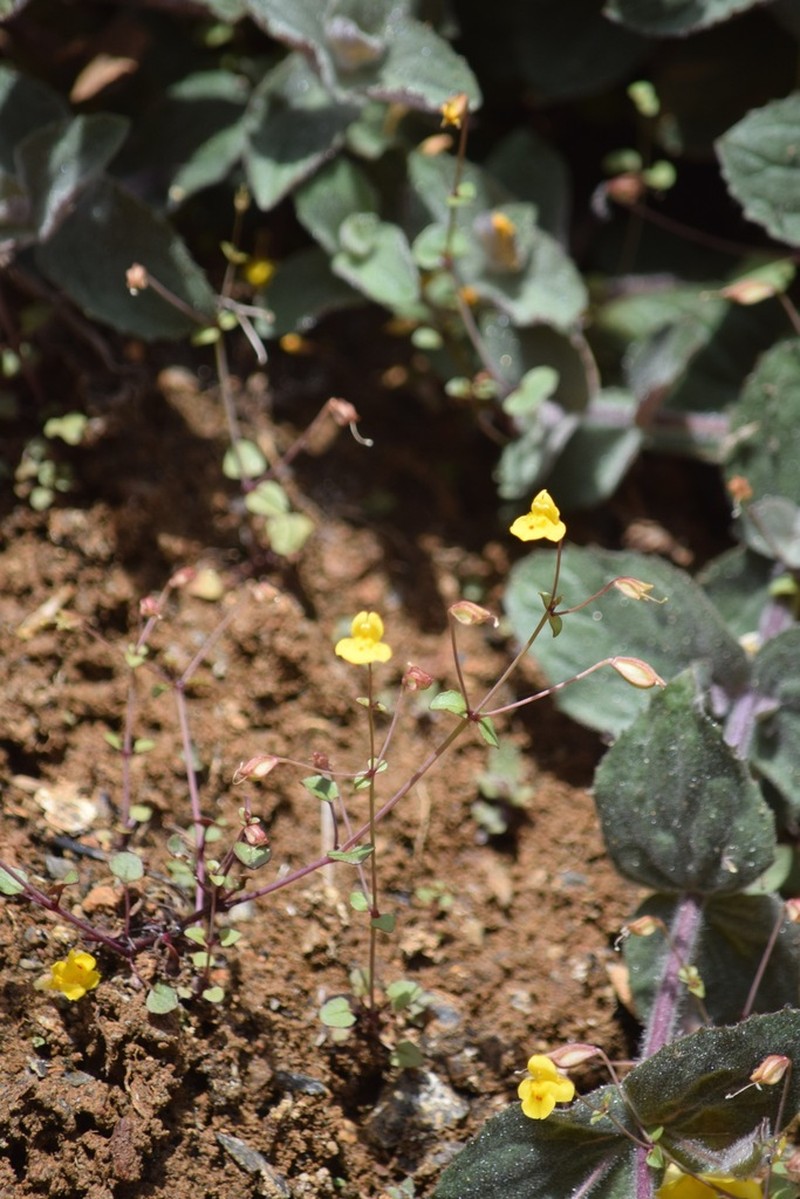 Erythranthe percaulis photo 5