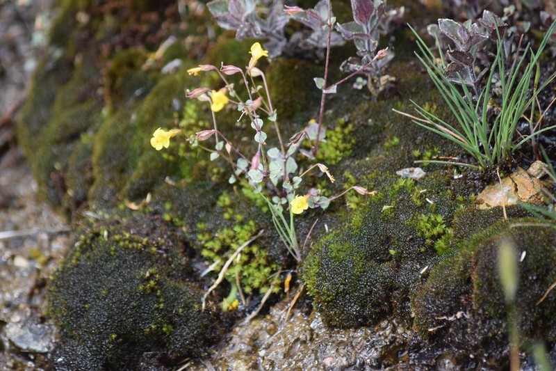 Erythranthe percaulis photo 6