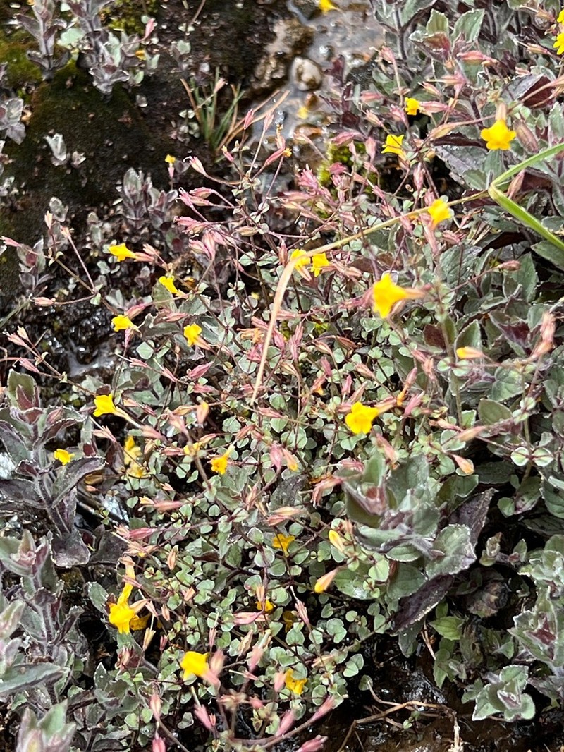 Erythranthe percaulis photo 7