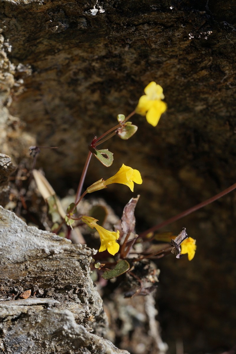 Erythranthe percaulis photo 8