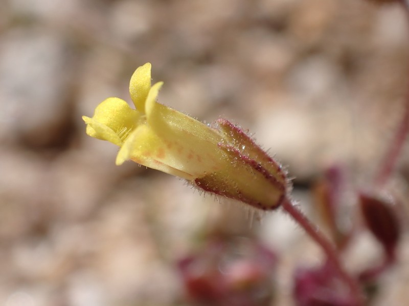Erythranthe plotocalyx