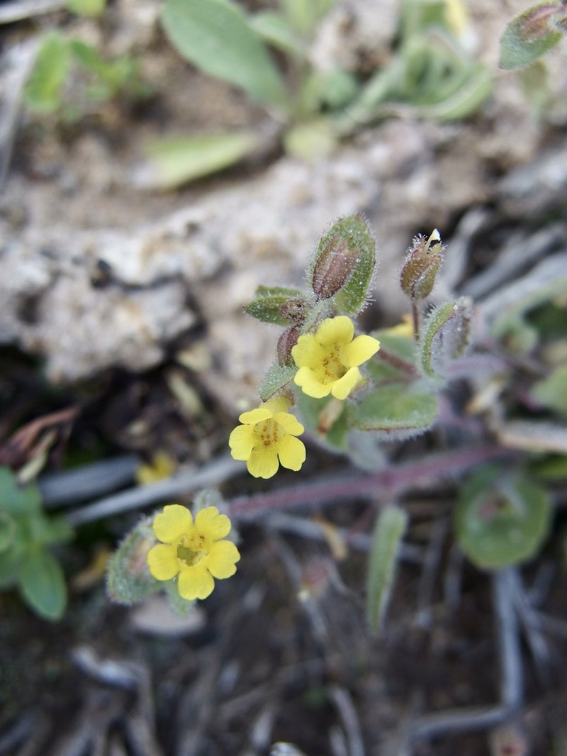 Erythranthe plotocalyx photo 2