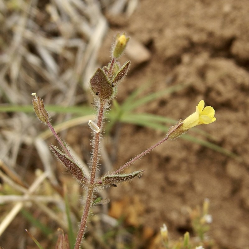 Erythranthe plotocalyx photo 3