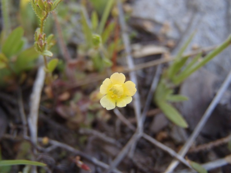 Erythranthe plotocalyx photo 5