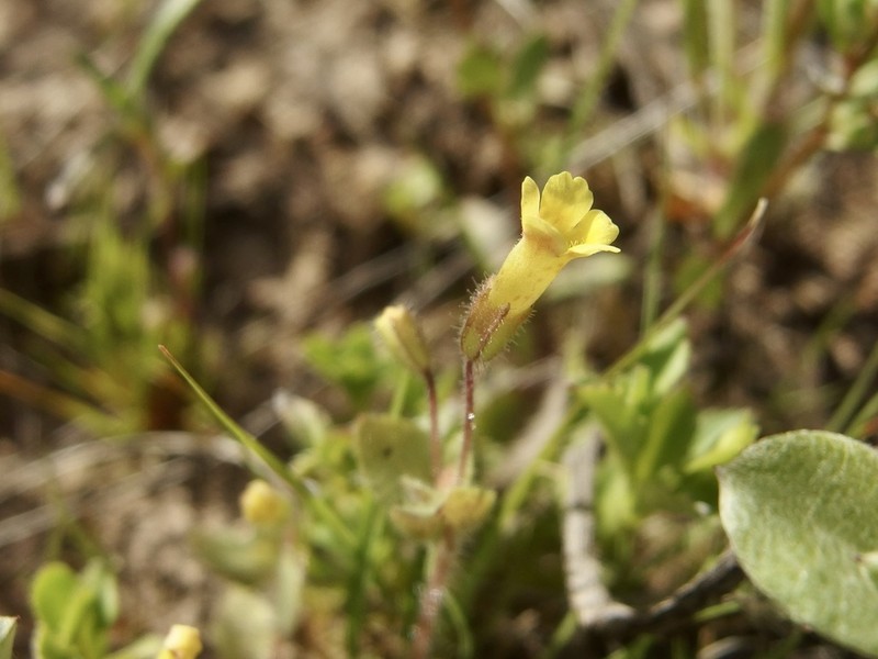 Erythranthe plotocalyx photo 6