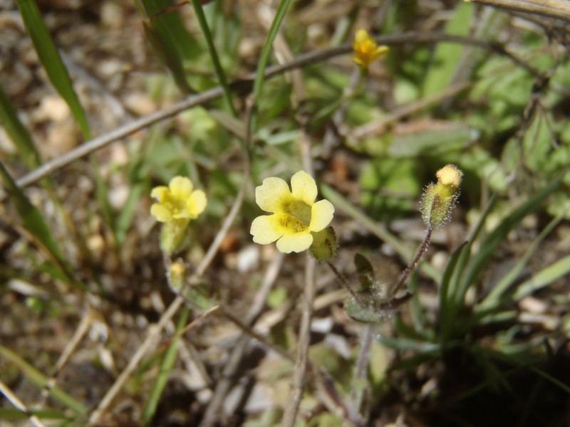Erythranthe plotocalyx photo 7