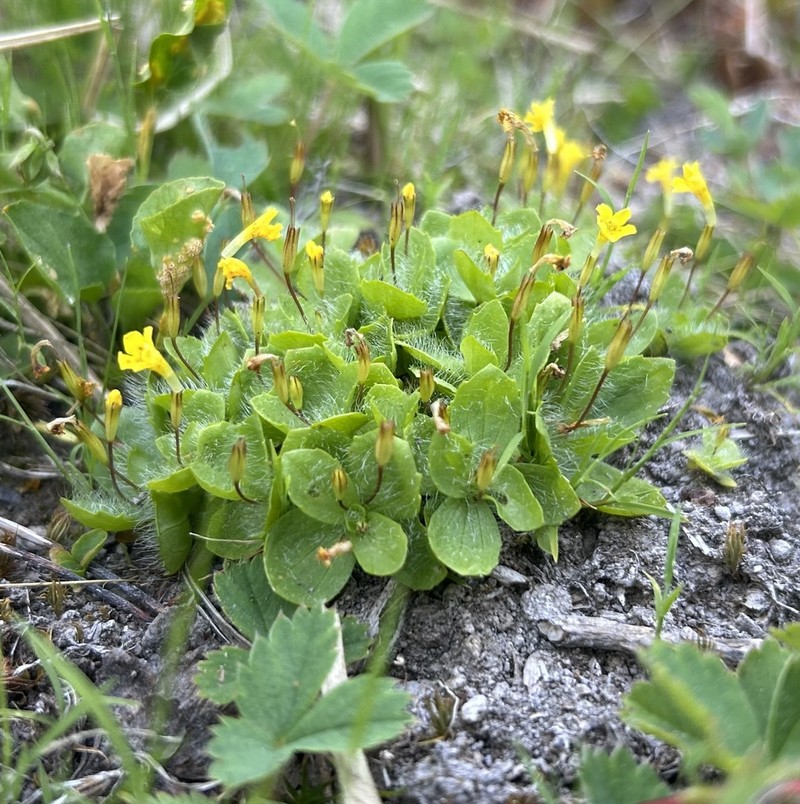 Primrose Monkeyflower