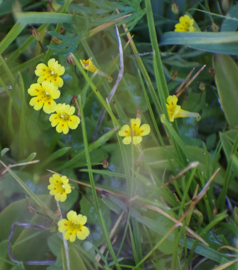 Primrose Monkeyflower photo 2
