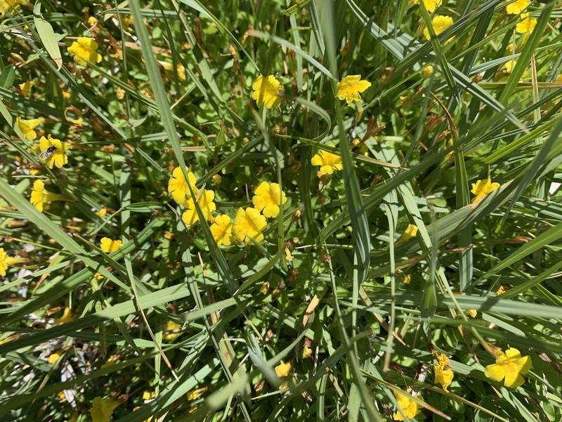 Primrose Monkeyflower photo 3