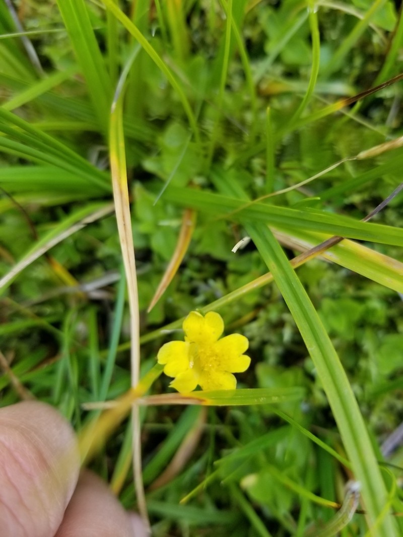 Primrose Monkeyflower photo 4