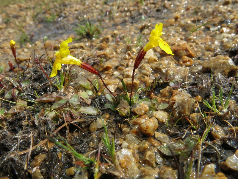 Primrose Monkeyflower photo 5