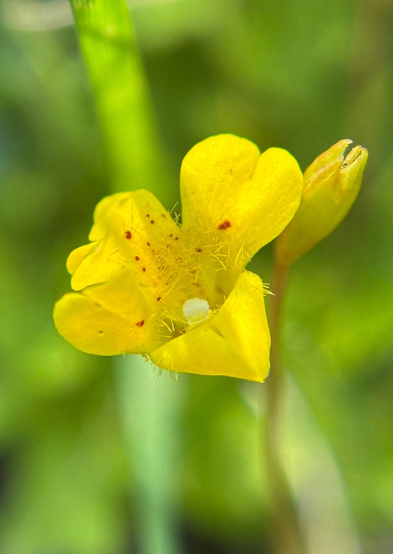 Primrose Monkeyflower photo 6