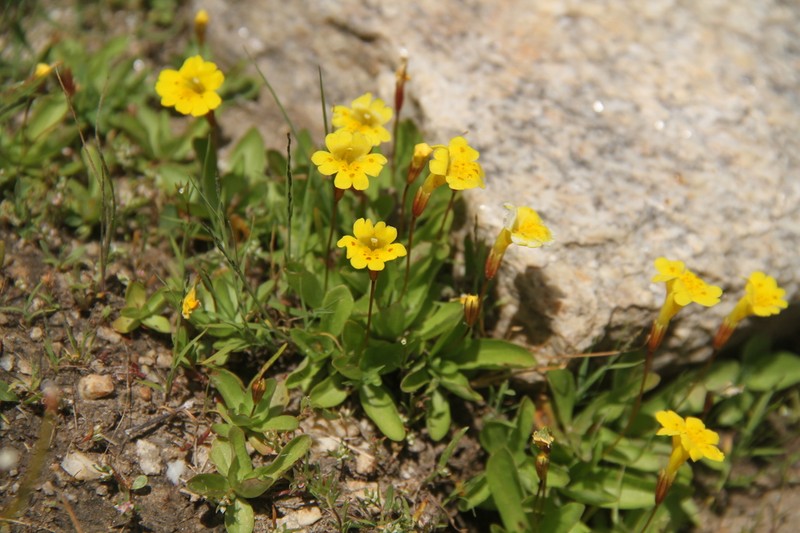 Primrose Monkeyflower photo 7
