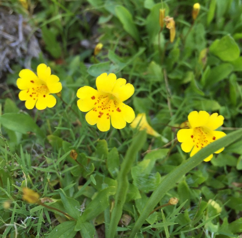 Primrose Monkeyflower photo 8