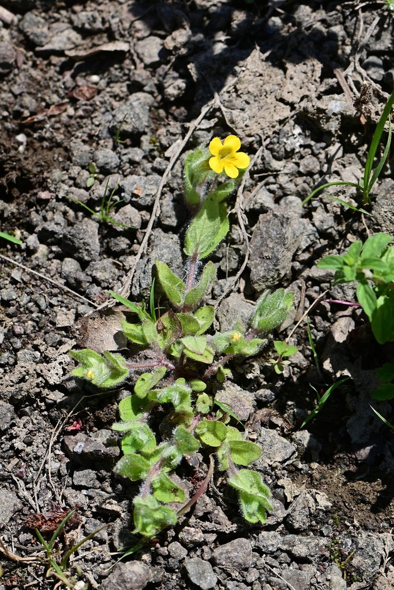 Erythranthe ptilota