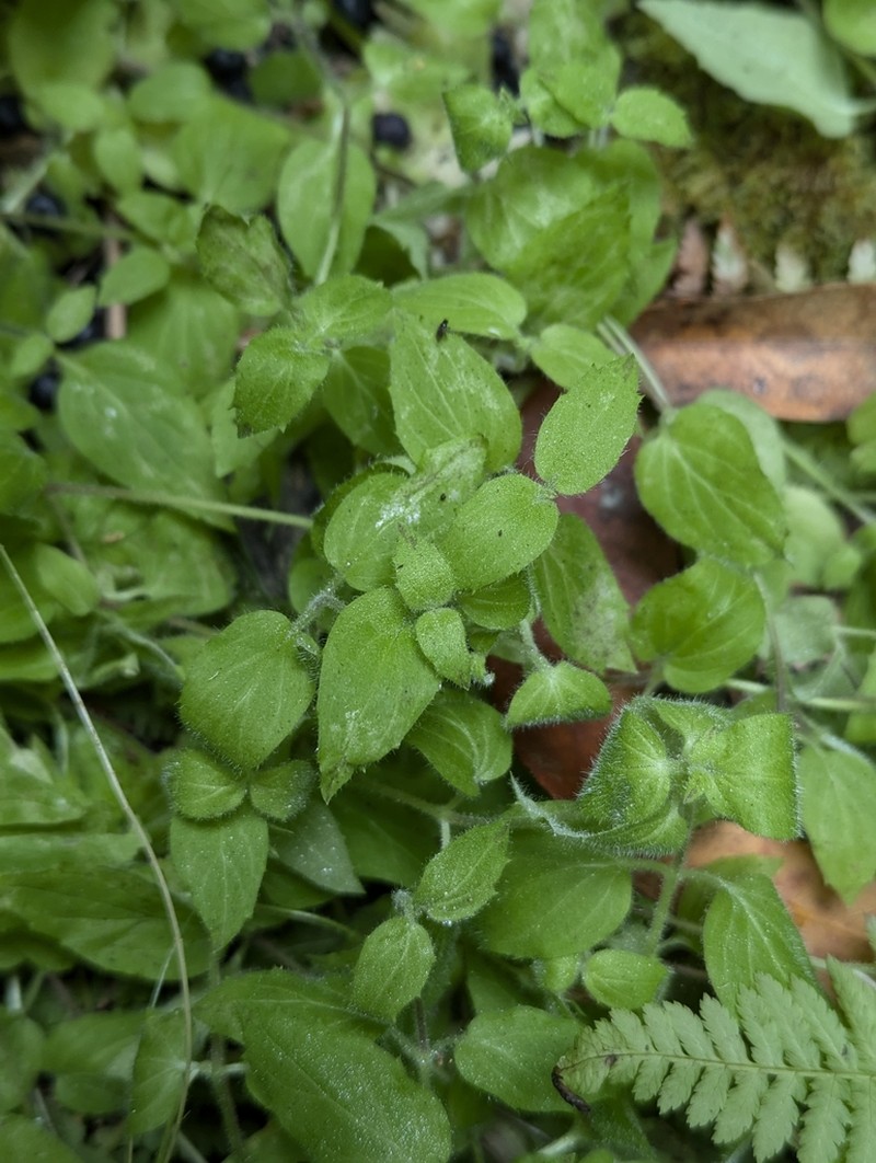 Erythranthe ptilota photo 2
