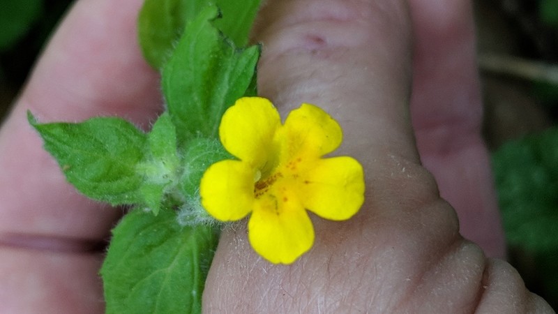 Erythranthe ptilota photo 5