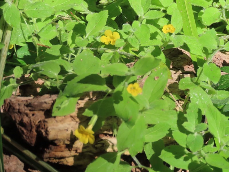 Erythranthe ptilota photo 6