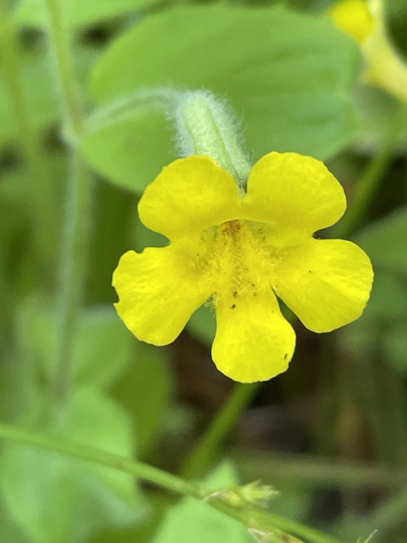 Erythranthe ptilota photo 8