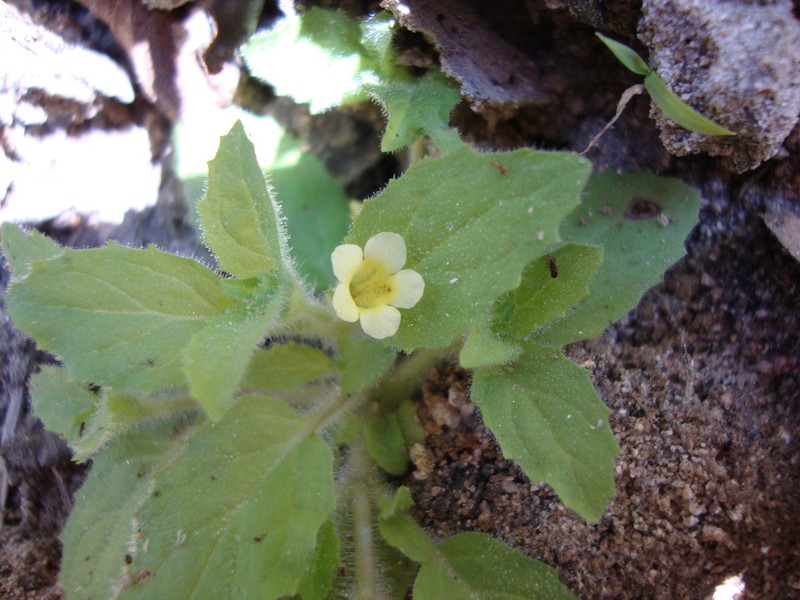 Erythranthe pubescens