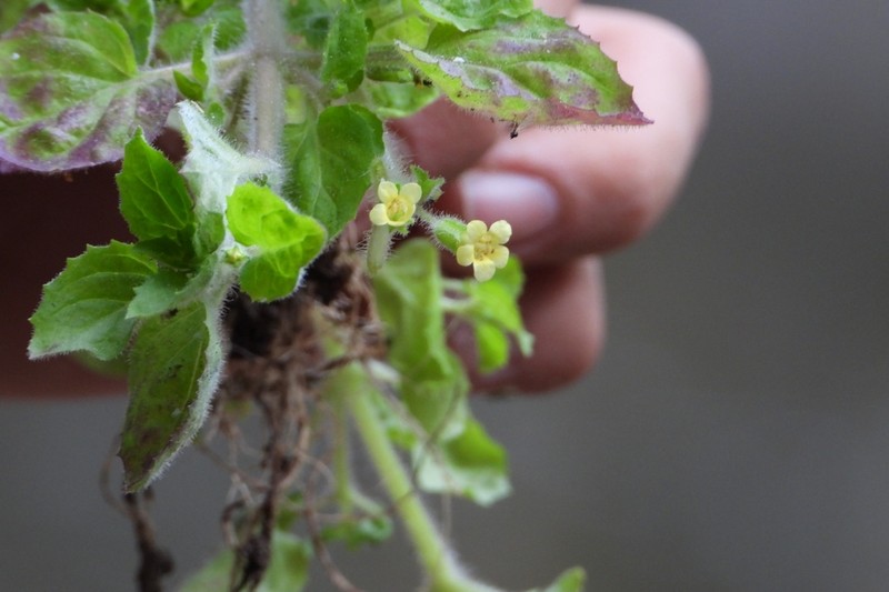 Erythranthe pubescens photo 2