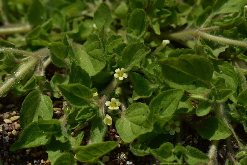 Erythranthe pubescens photo 3
