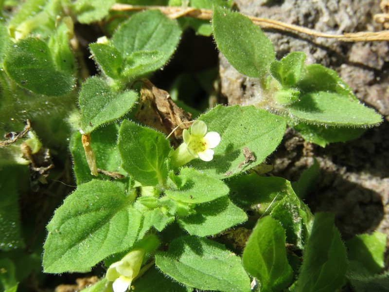 Erythranthe pubescens photo 4