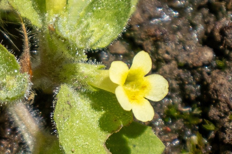 Erythranthe pubescens photo 5