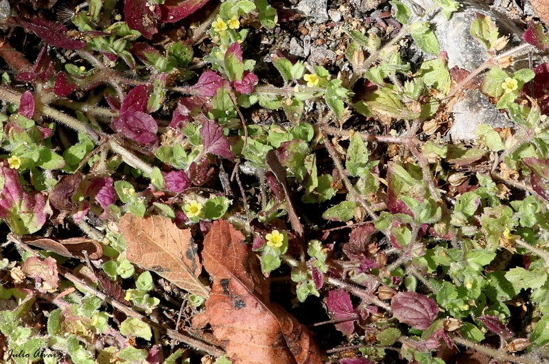 Erythranthe pubescens photo 6
