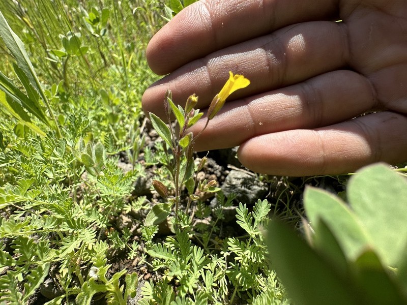 Candelabrum Monkeyflower