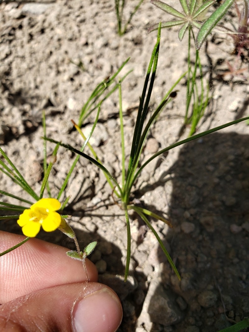 Candelabrum Monkeyflower photo 3
