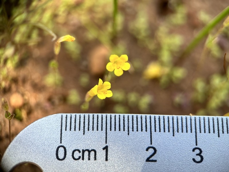 Candelabrum Monkeyflower photo 5