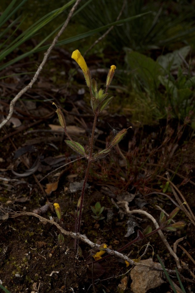 Candelabrum Monkeyflower photo 6