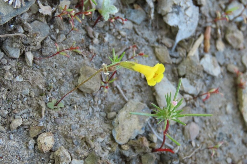 Candelabrum Monkeyflower photo 7