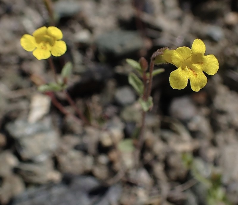 Candelabrum Monkeyflower photo 8