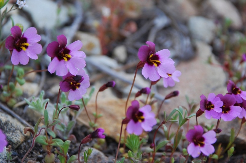 Erythranthe purpurea