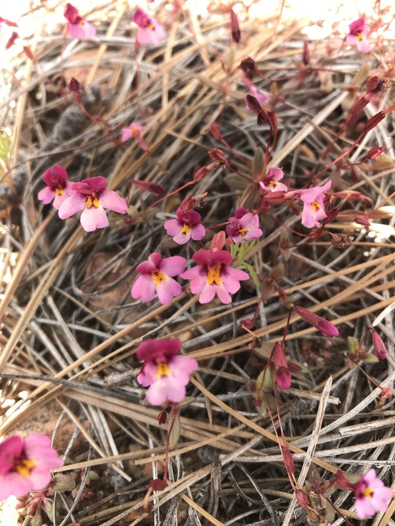 Erythranthe purpurea photo 2