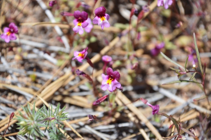 Erythranthe purpurea photo 3