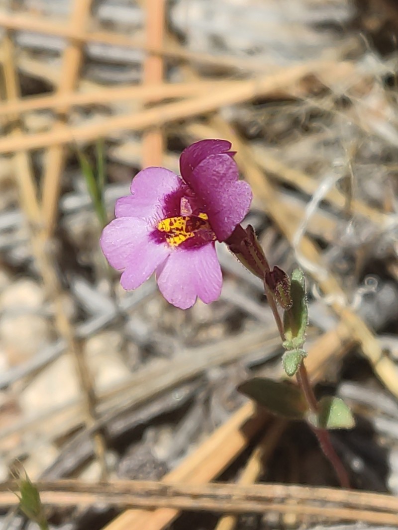 Erythranthe purpurea photo 4