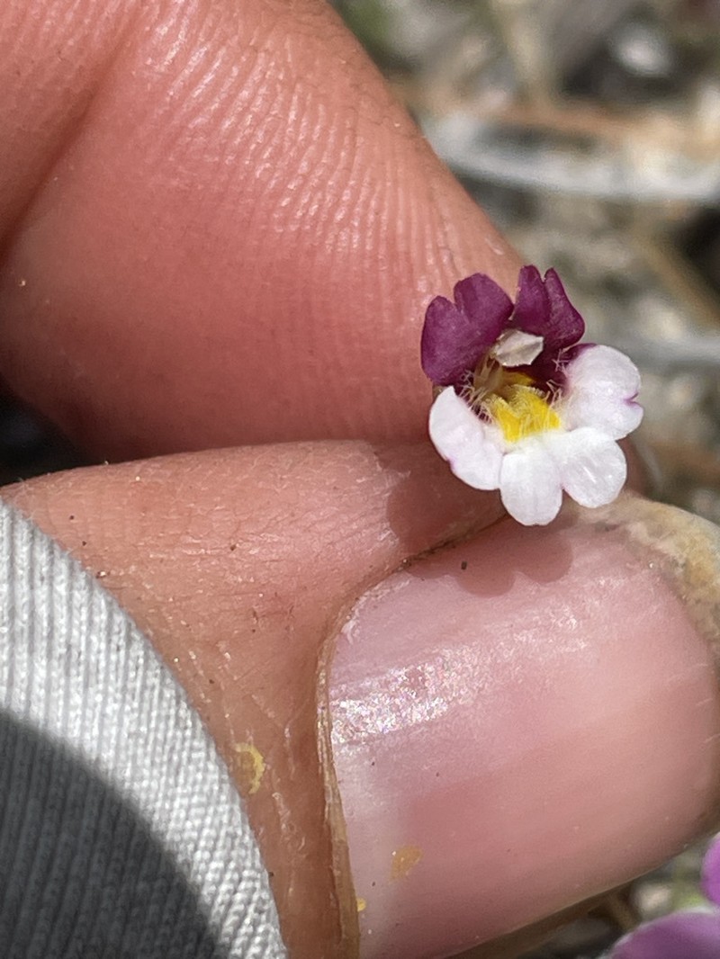 Erythranthe purpurea photo 5