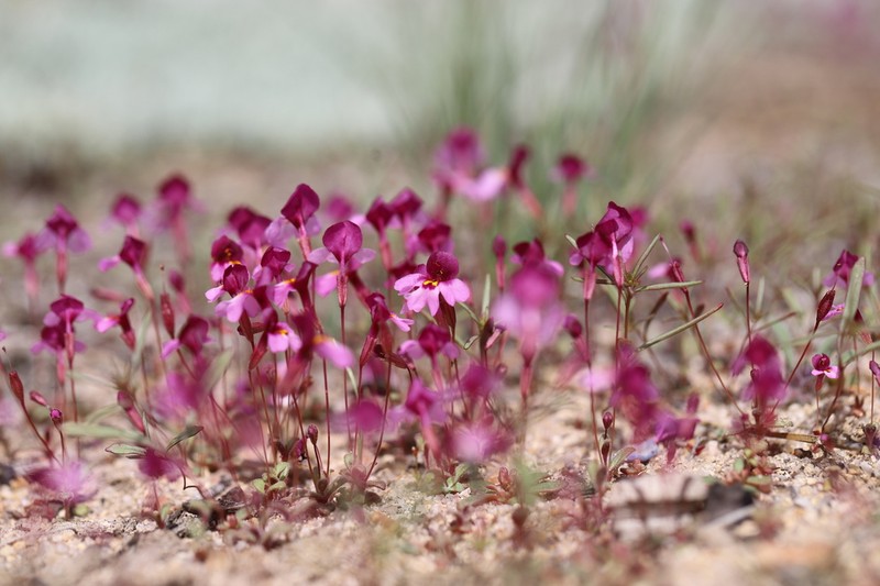 Erythranthe purpurea photo 7