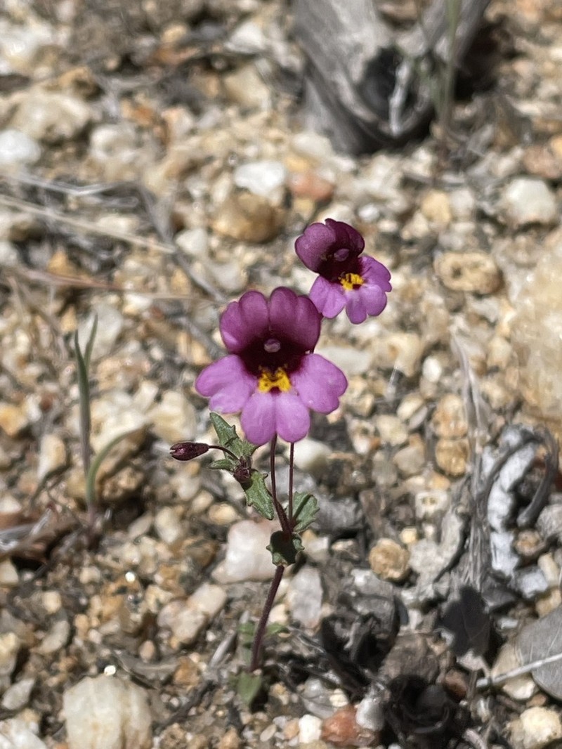 Erythranthe purpurea photo 8