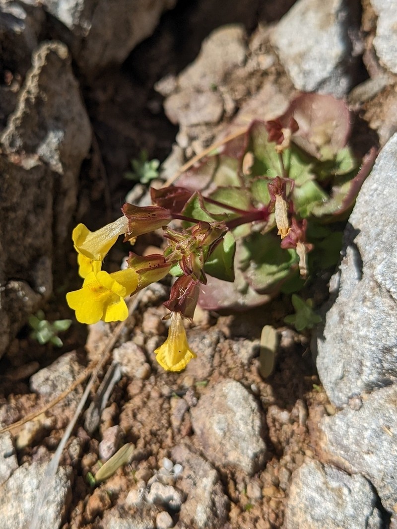 Erythranthe regni
