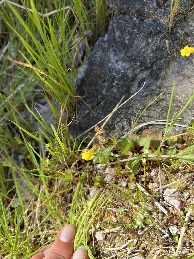 Erythranthe regni photo 2