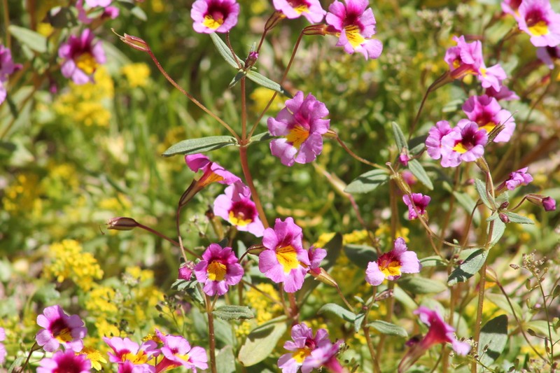 Erythranthe rhodopetra