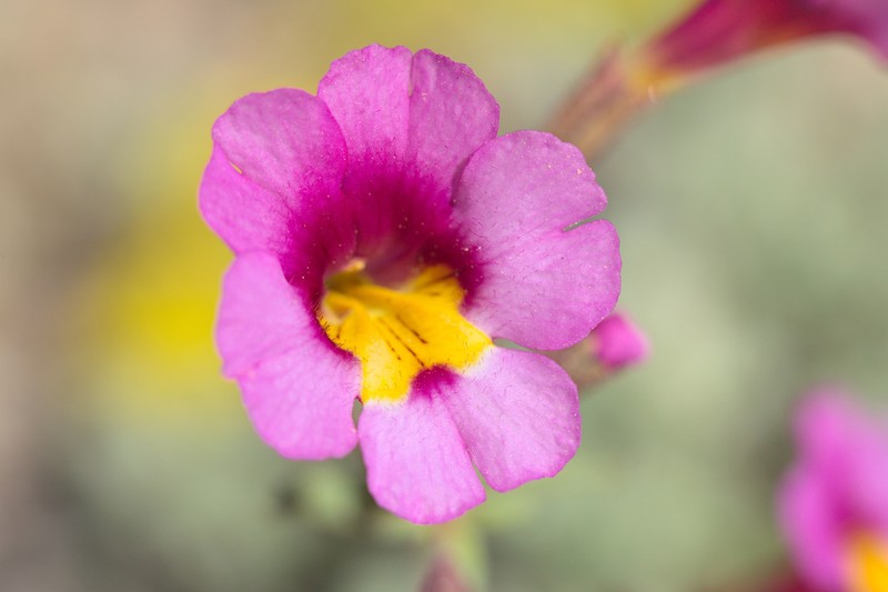 Erythranthe rhodopetra photo 2