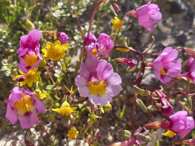 Erythranthe rhodopetra photo 3