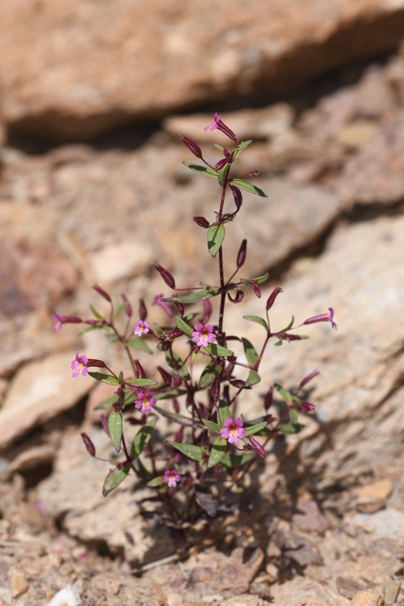 Little Redstem Monkeyflower